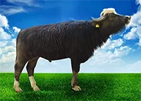 عکس بوفالو شرمین در لیست اسپرم گاوها