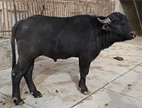 عکس بوفالو کایسر سان در لیست اسپرم گاوها