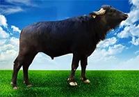 عکس گاو آراد در لیست اسپرم گاوها