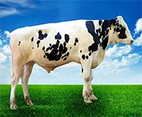 عکس گاو آراز در لیست اسپرم گاوها