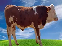 عکس گاو اژدر در لیست اسپرم گاوها