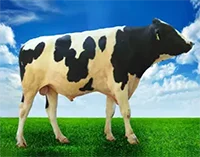 عکس گاو تبریز در لیست اسپرم گاوها