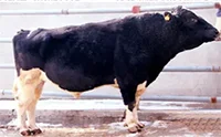 عکس گاو تیران در لیست اسپرم گاوها