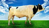 عکس گاو راشا در لیست اسپرم گاوها