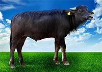 عکس گاو رایکا در لیست اسپرم گاوها