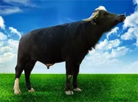 عکس گاو سفیر در لیست اسپرم گاوها