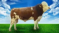 عکس گاو سپند در لیست اسپرم گاوها