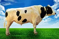 عکس گاو فرخان در لیست اسپرم گاوها