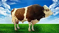 عکس گاو هژیر در لیست اسپرم گاوها