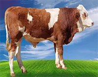 عکس گاو هیراد در لیست اسپرم گاوها
