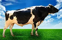 عکس گاو پرواس در لیست اسپرم گاوها