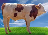 عکس گاو کاسپین در لیست اسپرم گاوها