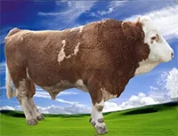 عکس گاو گوشین در لیست اسپرم گاوها