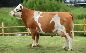 simmental cow