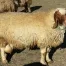 افزایش 60 درصدی دوقلوزایی در گوسفند نژاد سنجابی